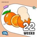 삼성1로 3길 | [임신일기#6] 운동이 정밀초음파 / 22주 배크기