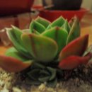 크라우스 이미지