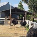 황소목장 | 안성 아이랑 가볼만한곳 농협 안성팜랜드 체험목장 핑크뮬리 내돈내산 솔직후기