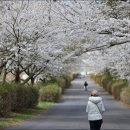 CU(벚꽃점) 이미지