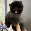 텐시퍼피 이미지