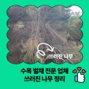 수목 벌채 전문 업체 쓰러진 나무 정리