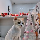 고양이 무마취미용 고미고미 화명점 | 부산 화명동 고양이 미용실 [고양이무마취미용 고미고미화명점]