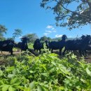 약산해동흑염소 이미지