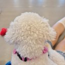 사랑받개 이미지