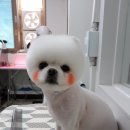 마주봄 애견미용실 이미지
