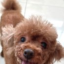 모카애견 이미지