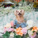 파주힐링몽 이미지