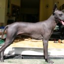 도그도감 이미지