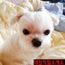 엄마사랑 직업소개소