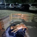 미산애견 이미지