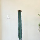 그린인테리어 홈가드닝 | 대구 개업화분 잘 고르는 법 - 미용실 인테리어에 딱 어울린 귀면각 선인장 후기