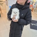 컴투펫 강아지분양 고양이분양 인천본점 | 인천강아지분양하는곳으로 정말 갈 때마다 감동받는 곳 컴투펫 인천점