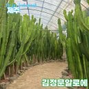 성읍초등학교 | 김정문 알로에 제주 성산 알로에숲 무료 실내 식물원 가는법