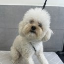 플라이투더뭉 이미지