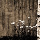 트럼펫연주 이미지