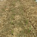 고천농장 이미지