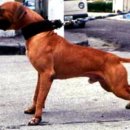 메이데이 이미지