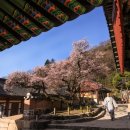 북하면사무소 | 장성 백양사 고불매, 전국 4대 매화 명소-완벽 가이드 2026