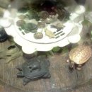 거북찻집 이미지