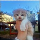 부천강아지분양 고양이분양 24시 데려가개 부천점 이미지