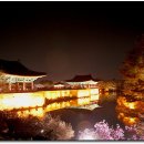 경주 Daum카페