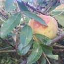 조나단 민박 이미지