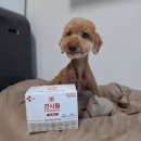 유니버스유통 | 간식처럼 편하게 먹이는 종합 강아지 영양제 견사돌 유니버스 급여 후기