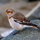 흰멧새 [Snow bunting (Plectrophenax nivalis)] 이미지