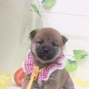 이츠펫 온양점 이미지