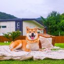 스테이 마당 이미지