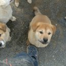 부농까까 이미지