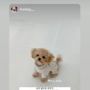 퍼스트 독앤캣 이미지