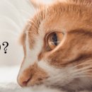 행복한고양이동물병원 이미지