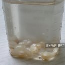 방학열쇠 | 집에서 진주조개를 직접 열어봤더니 진주가 30개!_초등 여름방학 체험키트 후기