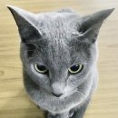 안녕, 고영희 이미지