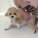 뚜뚜멍멍 이미지