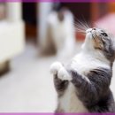 현대동물의료센터 이미지