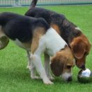 케어덴 동물치과&내과병원 이미지