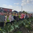 🥬배추수확체험을 다녀왔어요🥬 이미지