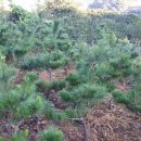 남천농장 이미지