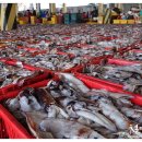 부산오징어 이미지