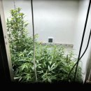 동해-단속-50 이미지