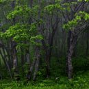 꽃의나라 이미지