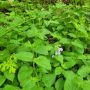 청수미가 이미지