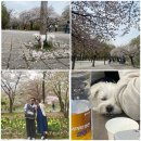 구 진해요항부 병원 | [임신일기 7] 27-30주, 4월 한달간의 기록 (입체초음파, 화담숲, 분당제생병원 전원, 셀프 만삭사진)