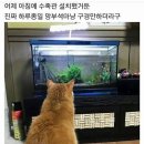 세남자물고기