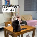 노라조 야옹아 이미지