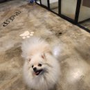 행복하 개 이미지