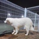 올 도그 그루밍(All DOG GROOMING) 이미지